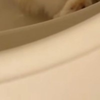 お風呂場から『猫の鳴き声』→バスタブの中を見たら…可愛すぎるアピールが24万再生「めちゃくちゃ可愛いｗ」「本家来てからの逃げ足ｗ」