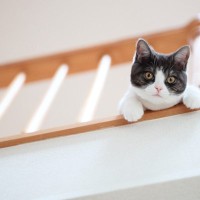 猫と『やたらと目が合う』3つの理由　視線を送ってくる意味や適切な対応