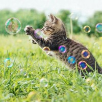 猫と『遊ぶときに守りたいルール』5選　頻度や時間はどれぐらいがいいの？