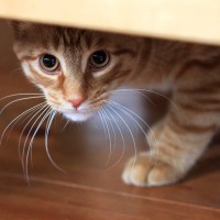 猫が『身を隠してご飯を食べる』3つの理由　考えられる心理やリラックスしてもらうコツ