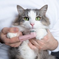 猫が発症しやすい『病気』5選　注意すべき症状や健康を守るためにできること