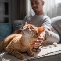 猫が『愛情不足』になっているサイン5選　どのように解消すればいいの？改善策もご紹介