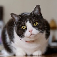 猫にも『還暦』は存在するの？シニア猫のために取り入れるべき3つのケア方法もご紹介