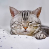 猫の『元気がない』ときに疑われる原因4つ　気を付けたい症状から病院へ連れて行く目安まで