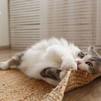 猫がいきなり『ドタバタと暴れだす』ときの理由3つ　異常がある場合も？見逃せないポイントまで解説