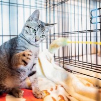 猫の『譲渡会』に行くなら欠かせないマナー3つ　守るべき理由や里親になるための心構えも