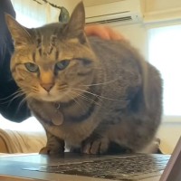 パソコン作業をしたい飼い主vs甘えたい猫…思わず笑顔になる『攻防戦』が11万再生「めちゃくちゃ可愛い」「ずっと見ていられる」