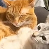 兄猫に抱きしめられた妹猫→離れようとした結果…想像以上に『愛が重すぎる様子』が85万再生「最後笑ったｗ」「茶トラは甘えん坊多いよねｗ」