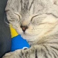 ぬいぐるみを抱いて寝るネコ→ぬいぐるみが途中で抜けてしまい…とんでもなく尊い『まさかの光景』に「胸がぎゅっとなった」「最高に可愛い」