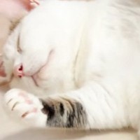仰向けで爆睡中の猫→エアコンの風で冷えるかもと『手作り布団』をかけてあげたら…微笑ましい光景に「安心しきってるｗ」「幸せだね」