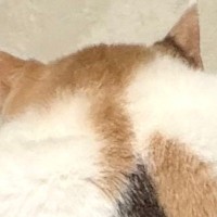 膝の上でリラックスしすぎたネコ…あまりにも豪快な『くつろぎ方』に「ムササビみたいｗ」「かなりの信頼関係」と15万表示