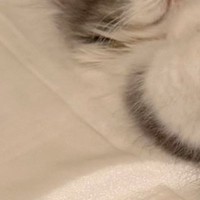 家に来て『23日目の子猫』→眠っているところを見ると…「にゃんて格好ｗ」まさかの寝姿に「くつろぎすぎｗ」「人間みたい」と82万表示