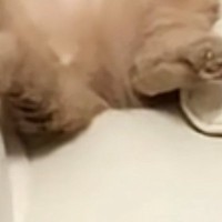 『預かった猫』が家に来て10日目→ソファの上を見ると…『まさかの光景』に18万いいね「一家の大黒柱みたい」「10日でのっとられたねｗ」