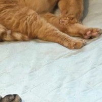 猫たちのために働く飼い主、お見送りを期待するも…笑ってしまう『出勤前の光景』に7万いいね「最高の見送り方ｗ」「頑張れおとうちゃんｗ」