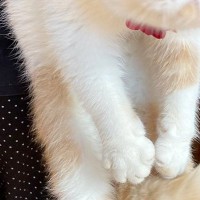 台所に行った猫→おばあちゃんにつかまって…まさかの『表情』に爆笑の声「めっちゃかわいいｗ」「婆ちゃんの強者感が凄いｗ」と10万表示