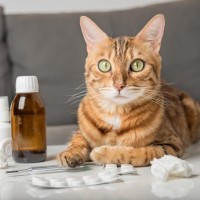 猫アレルギーでも諦めないで！猫と暮らすためのアレルギー対策【獣医師執筆】