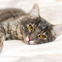 猫の痛みは見逃されやすい？飼い主が気づきたい「小さな行動変化」とサイン【獣医師執筆】