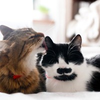 猫2匹は本当に仲良し？研究でわかった「良い関係・悪い関係」の見分け方【獣医師執筆】