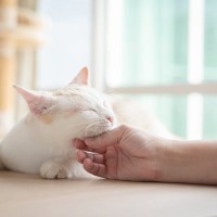 猫ともっと仲良くなれる！研究でわかった「上手な触れ合い方」3つのコツとは？