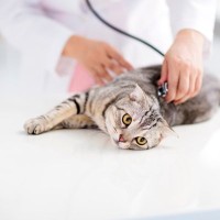 猫の咳、それは喘息？猫風邪？考えられる原因と受診の目安