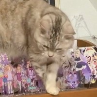 アクスタがびっしりと並ぶ棚の上に『猫が乗った』結果…『驚愕の一部始終』に15万いいね「見守るしかないんだよねｗ」「猫ほんとすごい」
