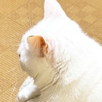 向かい合う2匹の猫→片方をよく見ると…思わず二度見する『驚きの光景』に6万いいね「理解するのに数秒かかったｗ」「ガタイがいいのかとｗ」
