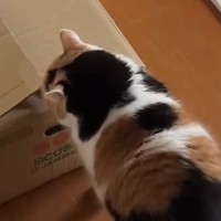 段ボール箱に入ることにした三毛猫→見守っていると…可愛すぎる光景に悶絶の声「ふふと笑ってしまったｗ」「変な声出た」と11万再生