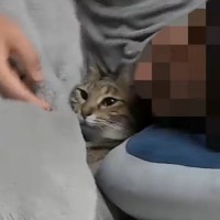 『自分のこと妻だと思ってる？』→パパのことが大好きすぎる猫…『想像を超える光景』が53万再生「口角が上がってくるｗ」「ラブラブやん」