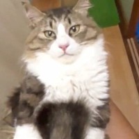 パパに抱き上げられた元野良猫→ゆっくり左右に揺らされると…「でかい赤ちゃんｗ」微笑ましすぎる光景が16万再生「一生見ていたい」
