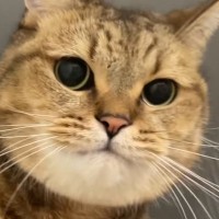 ママと遊び始めた猫→勢いよく飛び出してきたと思ったら…可愛すぎる『攻撃方法』に「突然始まる謎ゲームｗ」「何度も見てしまった」と反響