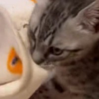小さな子猫→お気に入りの『毛布』を口にくわえると…キュンとくる光景に「頑張り屋さんだね」「ずっと見ていられる」と8万再生