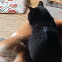 座布団の上でくつろぎたい柴犬と黒猫→場所を取り合っていると…『尊すぎる結末』が21万再生「ほんとに仲良いなぁ」「座布団になりたい」