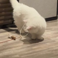 おもちゃを使って1匹で遊んでいた猫…完全に予想外な『笑ってしまう展開』に「一体化可愛すぎｗ」「めっちゃ落ち着いてるｗ」と反響