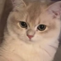 『ただいま』と言ったら、しっかりお返事してくれた猫→次の瞬間…あまりにも尊い『お出迎えの光景』に「可愛くて癒される」と反響
