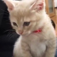 ごはんを食べ終えた子猫→飼い主の『膝の上』でくつろぎ始めると…尊すぎる光景が45万再生「天使みたい」「癒しをありがとう」