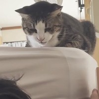 お父さんの前では甘えん坊な猫→息子の前では態度が一変して……「違いに笑ったｗ」「文句言ってそうで可愛いｗ」と癒される人が続出