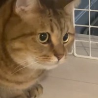 動く布団に夢中になった『猫』→飼い主が大きく動かした次の瞬間…まさかの『表情』に「ほんとかわいいｗ」「癒やしをありがとうｗ」と反響