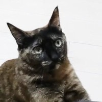ママに甘えたいサビ猫…一生懸命アピールする『健気な様子』に「何でもしたくなっちゃうｗ」「信じられない可愛さ」と17万再生