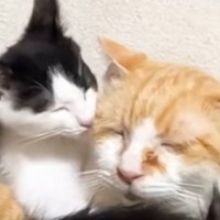 大好きな先住猫の背中の上でくつろぐ子猫→先住猫が別の場所に移動すると…可愛すぎる展開に「本当に癒される」「優しさが伝わってくる」と反響