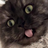 『毛づくろい中の猫』を撮っていたら…想定外の『とんでもない瞬間』に爆笑の声続出「長老のヒゲみたいになってるｗ」「麺かってくらいｗ」