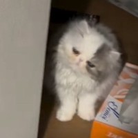 家での暮らしに慣れてきた子猫→飼い主が仕事から帰宅すると…尊すぎる『お出迎えの光景』が48万再生「か、かわぇぇｗ」「顔がたまらん」