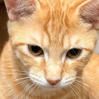 椅子の上で1匹の猫がくつろいでいると思ったら…よく見ると→『驚きの展開』に笑ってしまうと反響「どんな気持ちなんだろうｗ」