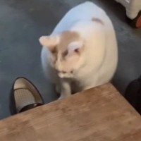パパが帰ってくる30分前から『玄関で待機する猫』…一途で可愛らしい光景が10万再生「最高の彼女ｗ」「大好きな人を待ってるんだね」