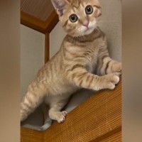 茶トラの子猫が『高い場所』に登った結果…思わず笑顔になる光景に1万2000いいね「お顔に爆笑しちゃったｗ」「たまらんねぇ」