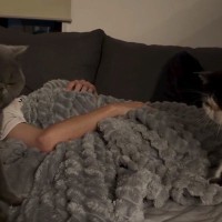 真夜中、ベッドの上にやってきた『2匹の猫』…可愛すぎる行動に癒される人が続出「儀式かｗｗ」「良いなぁ良いなぁ」