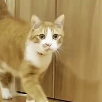 小さな頃から『マザコンの猫』→ママに『名前を呼ばれる』と…驚きの光景に「本当にすごい」「きっと前世でも一緒にいたんだろうね」の声