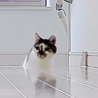 テレワーク中のパパとママ→『仕事場を交換』してみたら、『猫たちの反応』は…可愛すぎる展開に反響「ほっこりした」「勘違いしちゃったか〜」