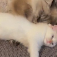 ふとソファを見たら、一緒に寝ていた2匹の猫…想像以上に『ラブラブな様子』に「ニヤニヤが止まらん」「最高の瞬間を収めたね」と悶絶の声