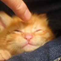 4匹の子猫→1匹ずつ寝かしつけてクッションに移動させると…笑ってしまう展開に反響「人間の子供と同じｗ」「お世話は大変だね」