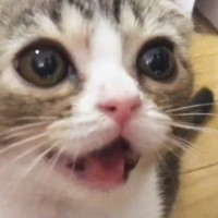 ごはんが待ちきれない『お腹を空かせた子猫』…準備中の飼い主に『猛アピール』をする様子が23万再生「めっちゃ欲しがってるｗ」「癒されるわ」